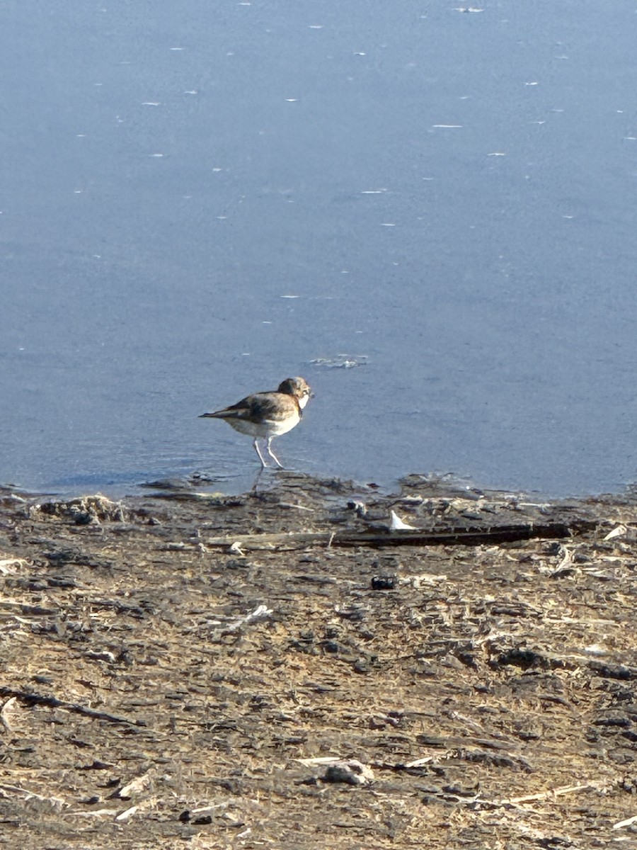 Collared Plover - ML620447937