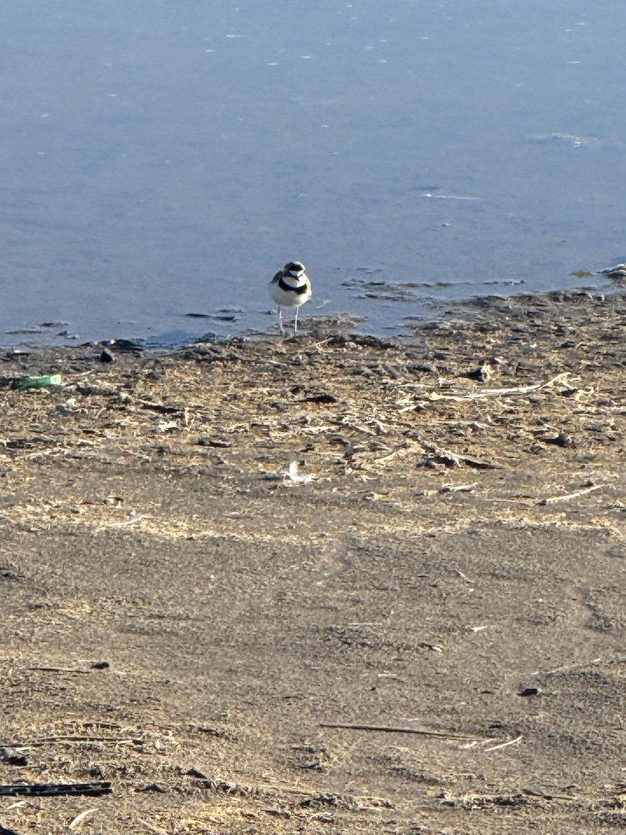 Collared Plover - ML620447938