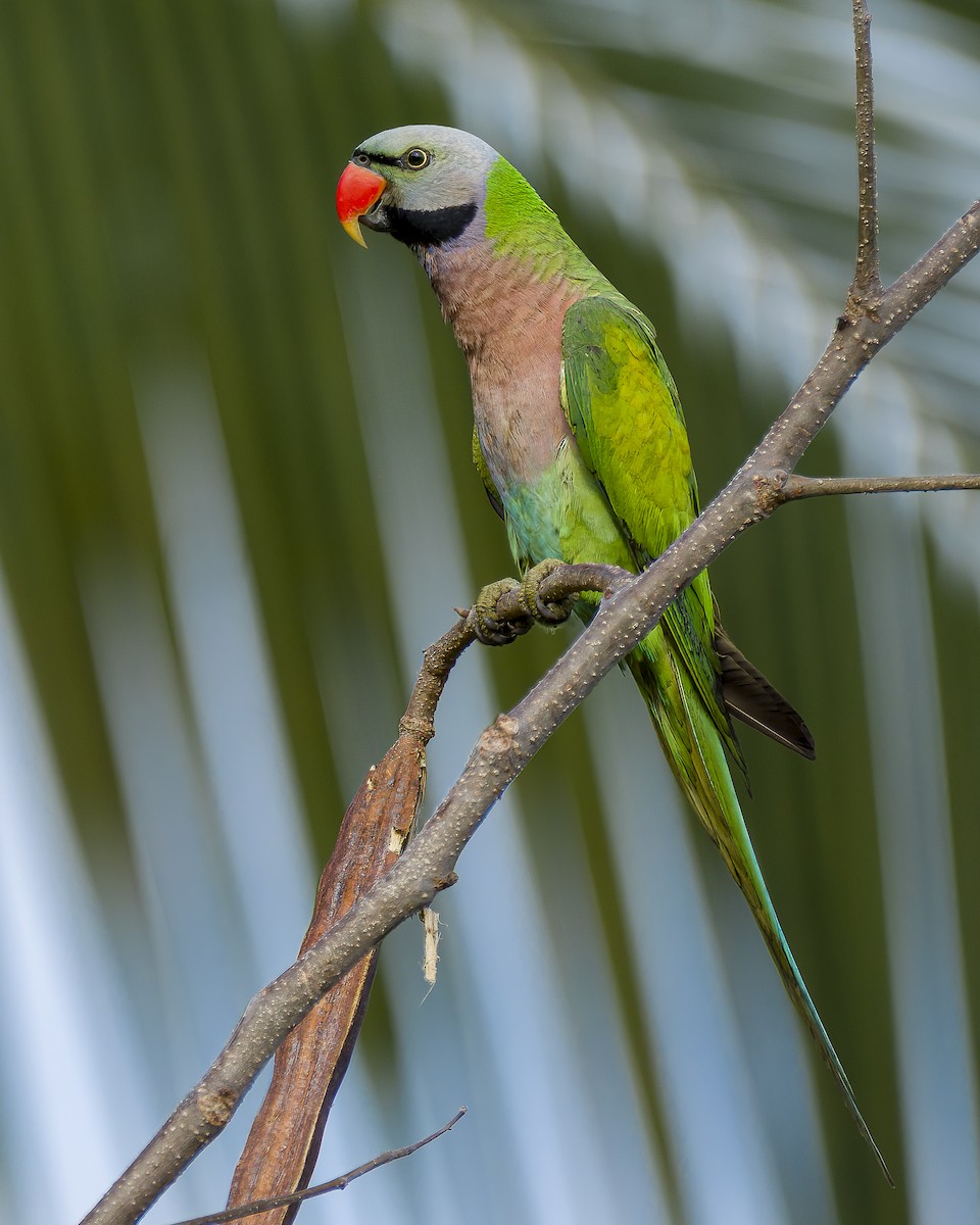 Red-breasted Parakeet - ML620447941