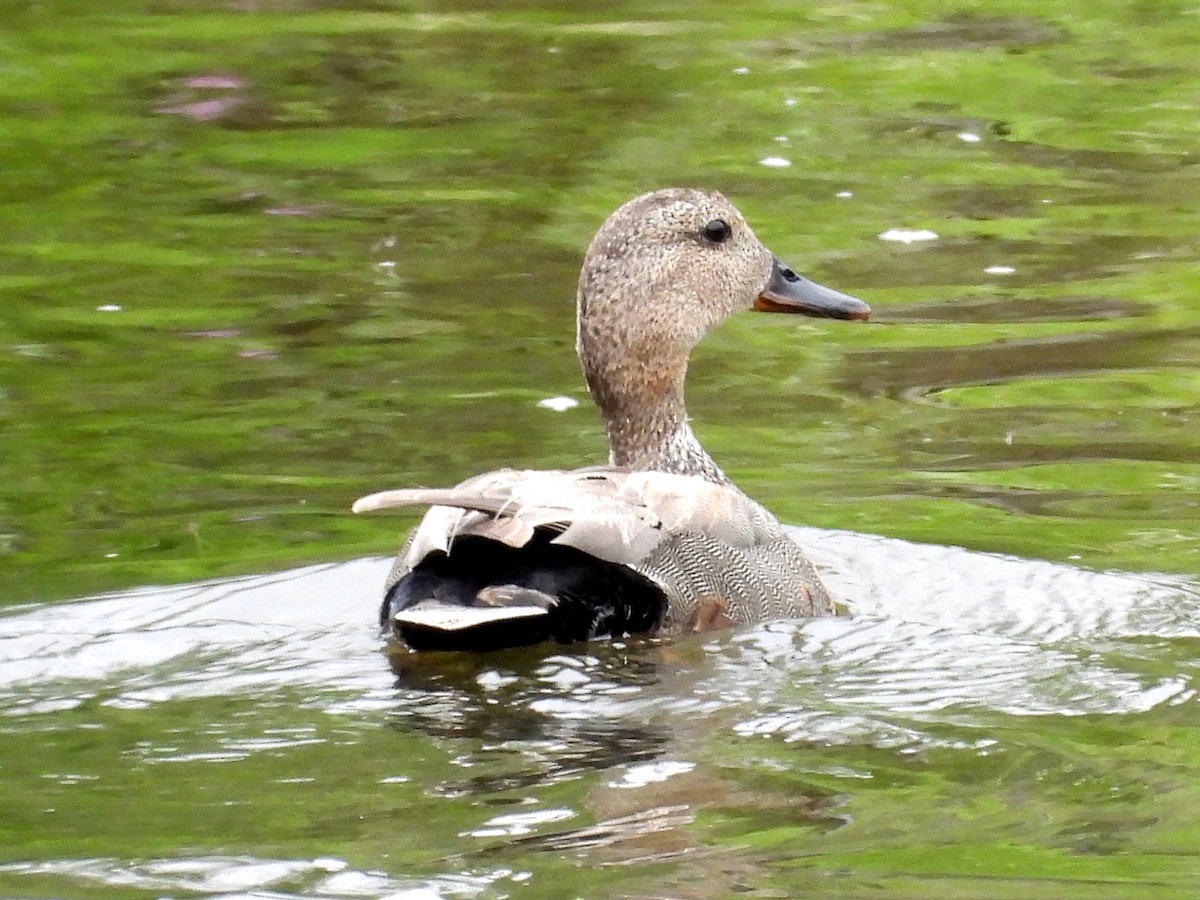 Gadwall - ML620447945