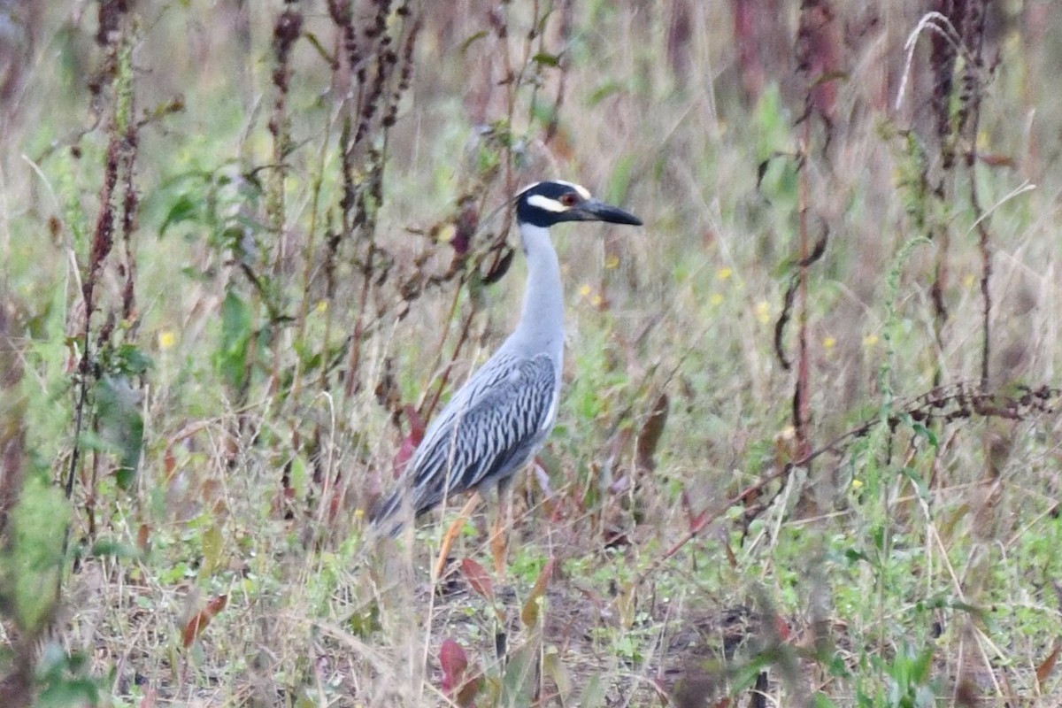 Yellow-crowned Night Heron - ML620447948