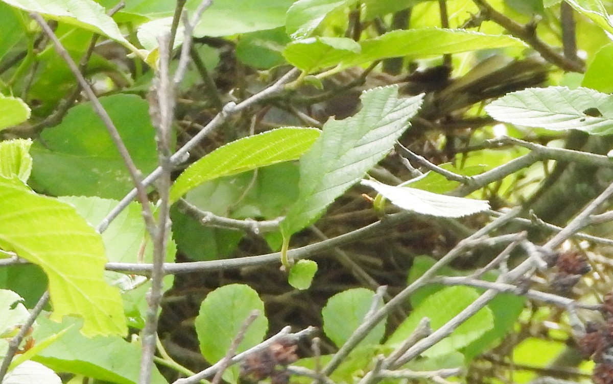 Rose-breasted Grosbeak - ML620447949