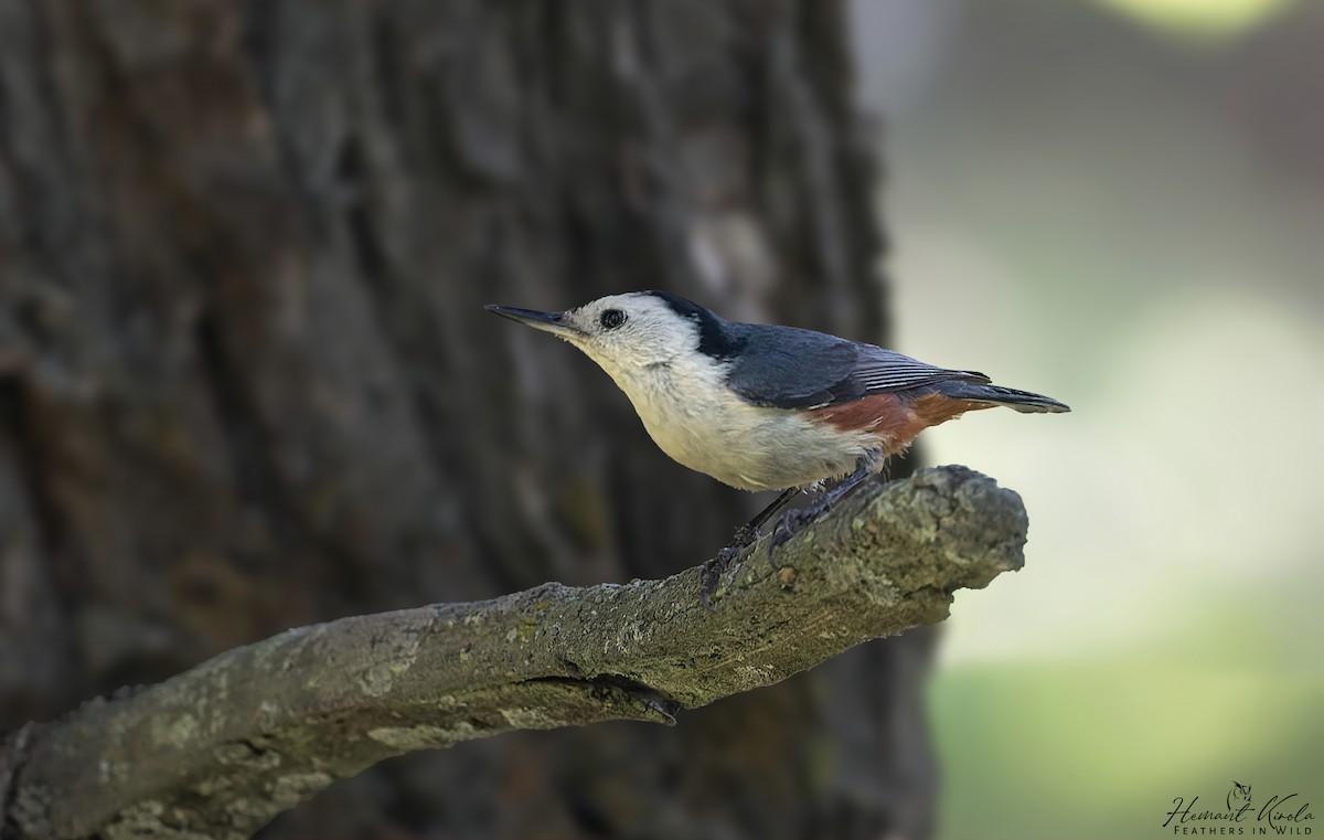 White-cheeked Nuthatch - ML620447952