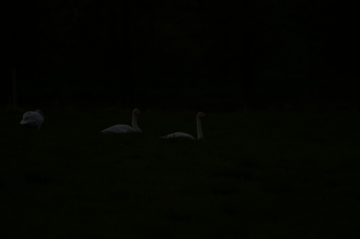 Whooper Swan - ML620447953