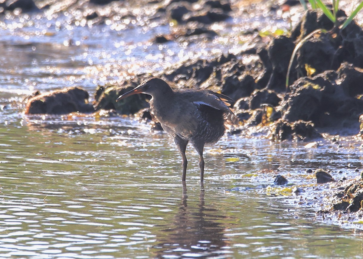 Clapper Rail - ML620447958