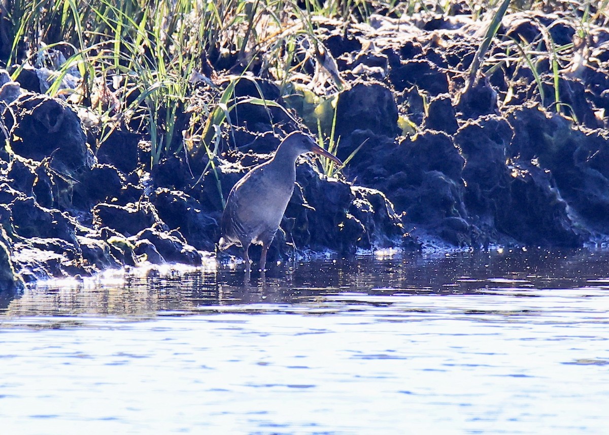 Clapper Rail - ML620447959