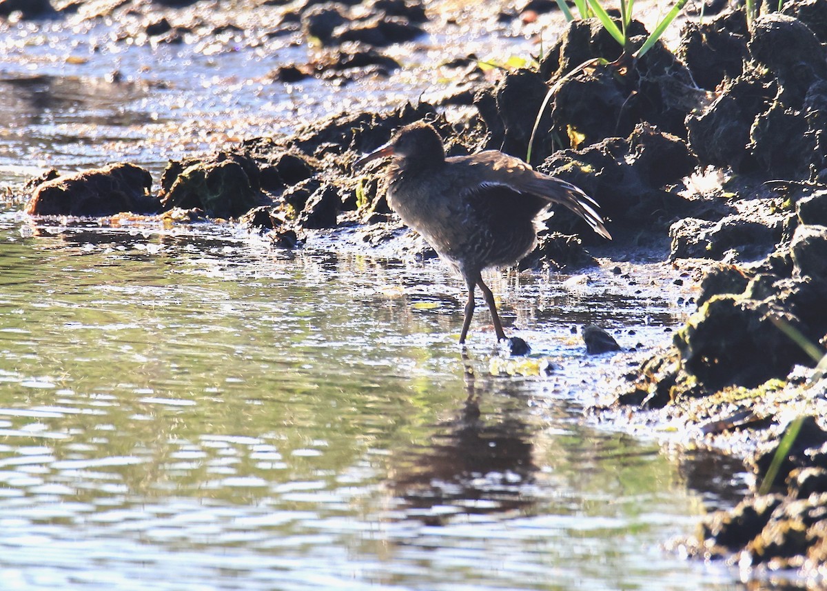 Clapper Rail - ML620447960