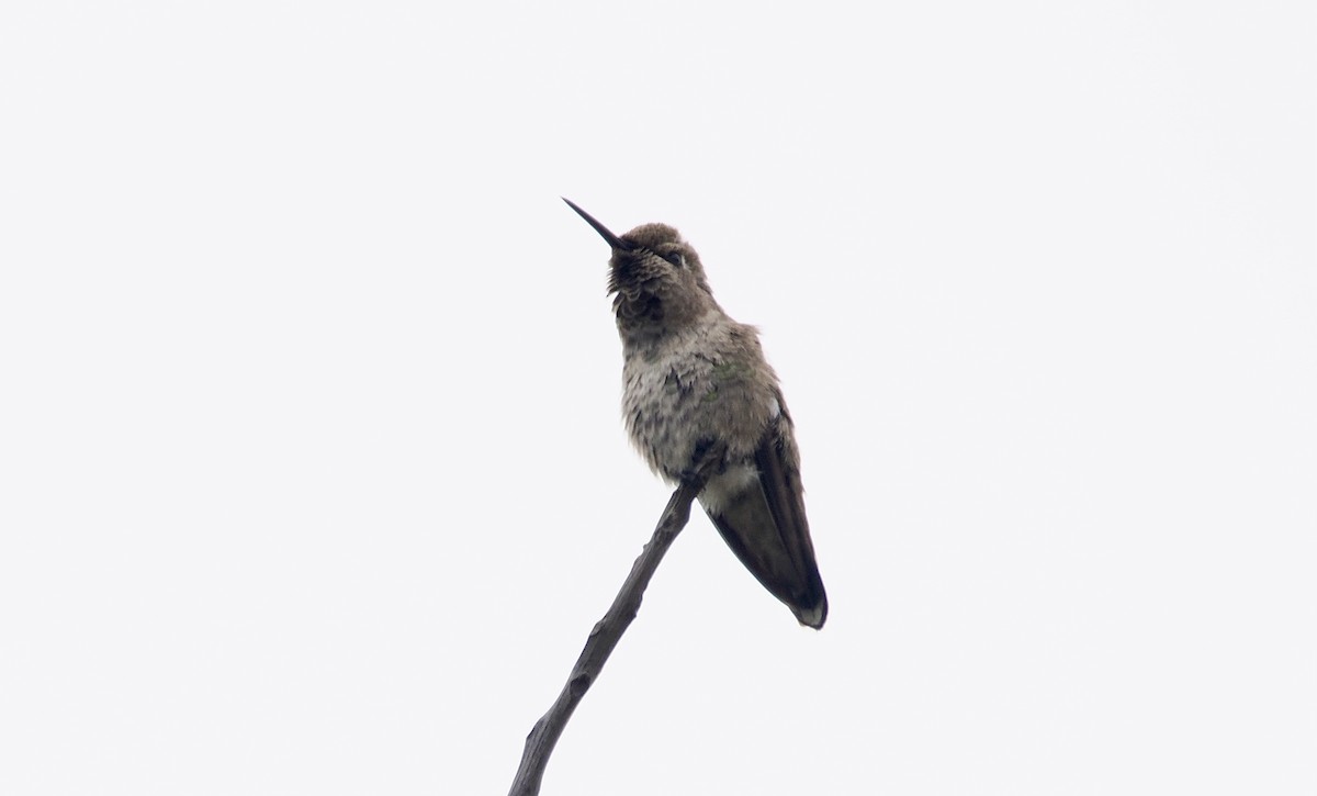 Anna's Hummingbird - ML620447961