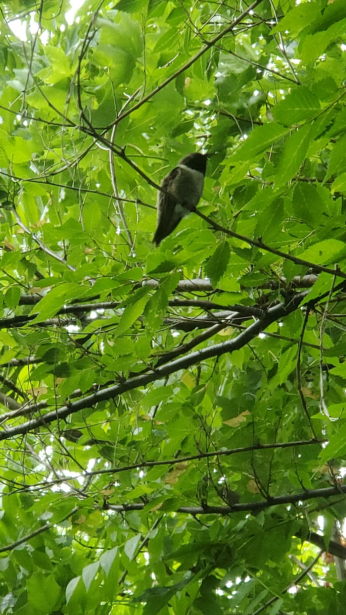 Kara Boğazlı Kolibri - ML620447974
