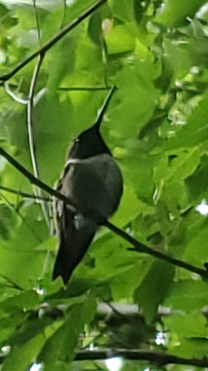 Black-chinned Hummingbird - ML620447976