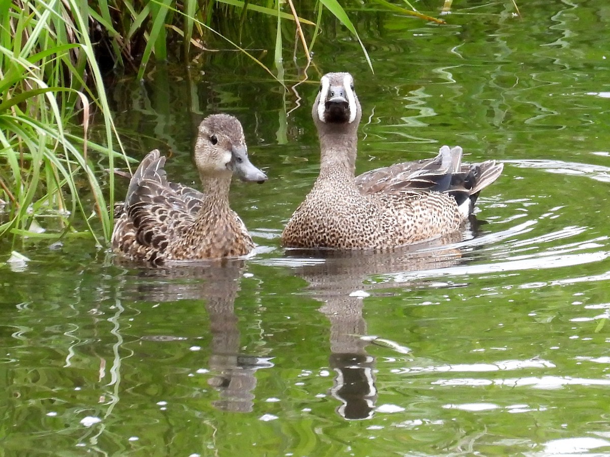 Blue-winged Teal - ML620447979