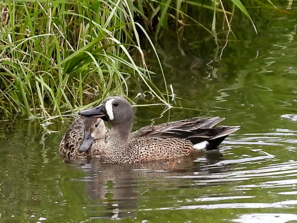 Blue-winged Teal - ML620447980