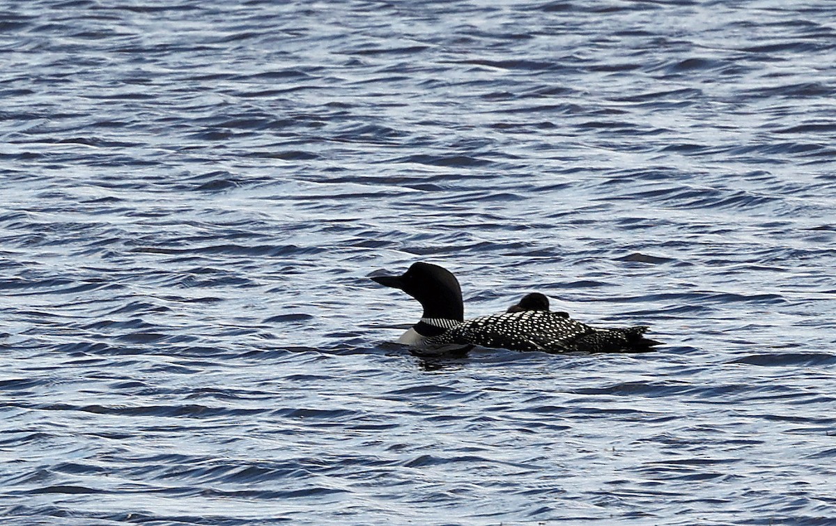 Common Loon - ML620447983