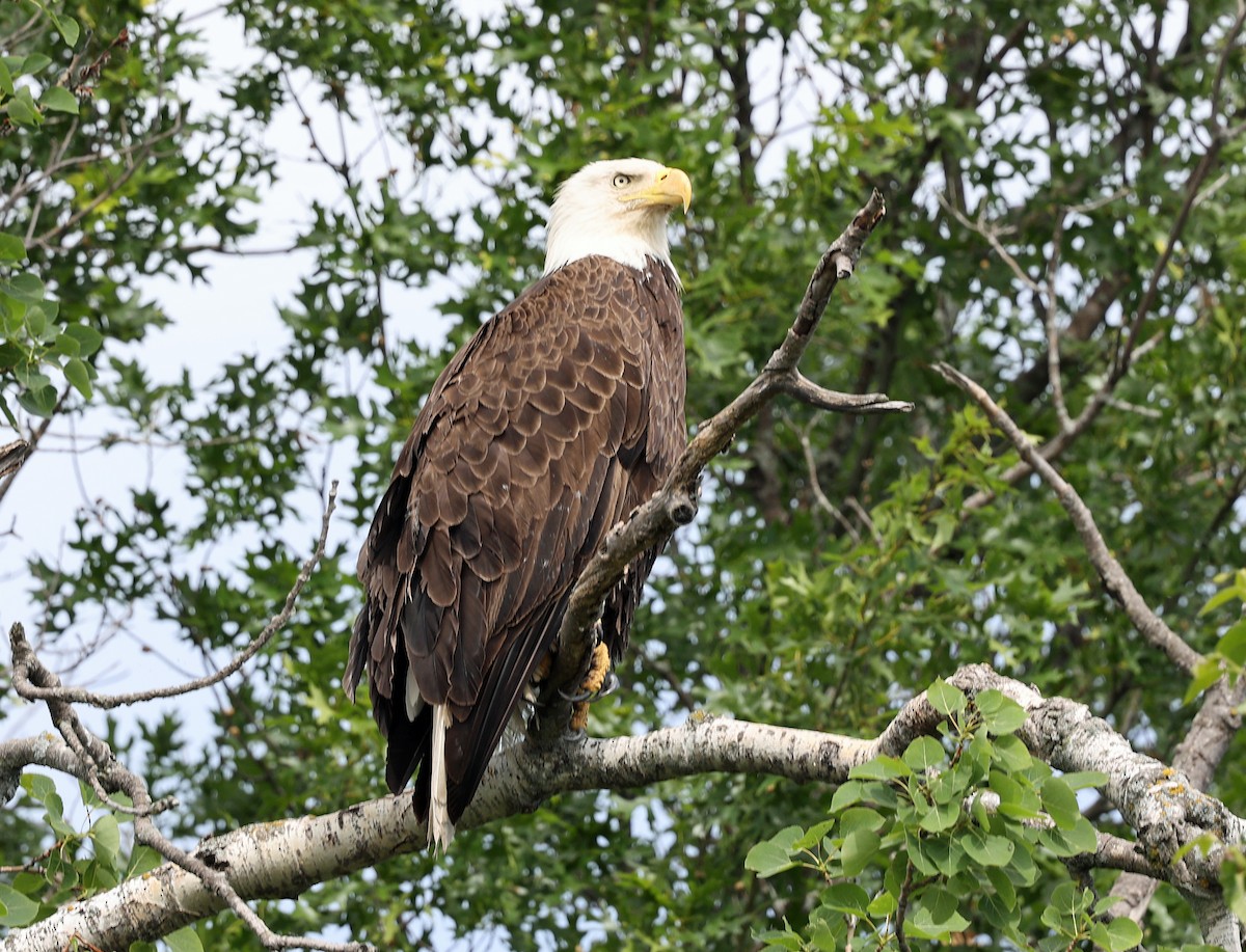 Bald Eagle - ML620447990