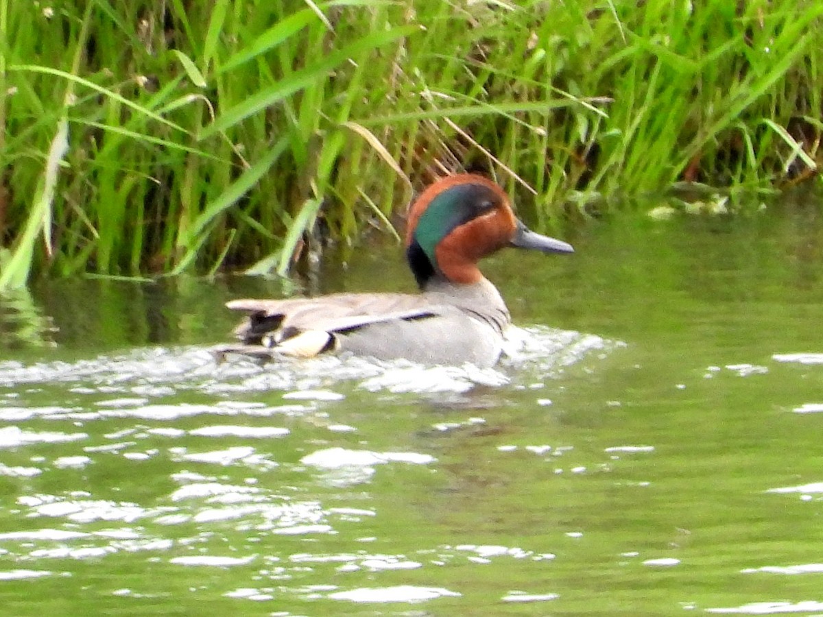 Green-winged Teal - ML620448001