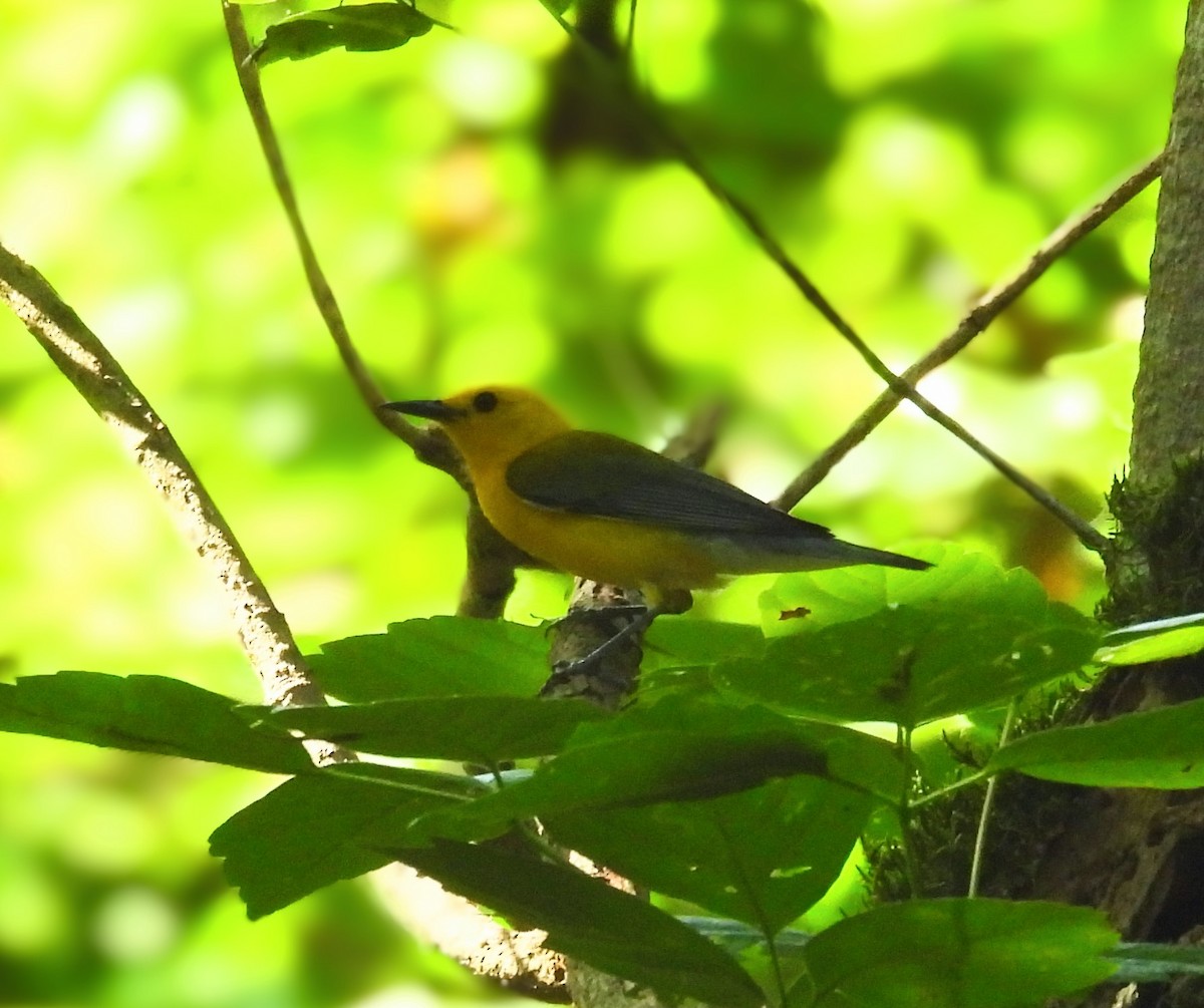 Prothonotary Warbler - ML620448005