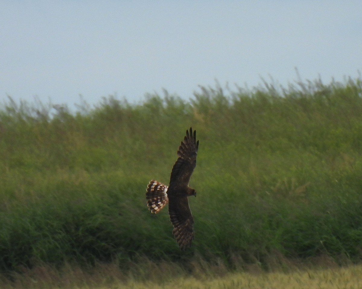 Montagu's Harrier - ML620448008