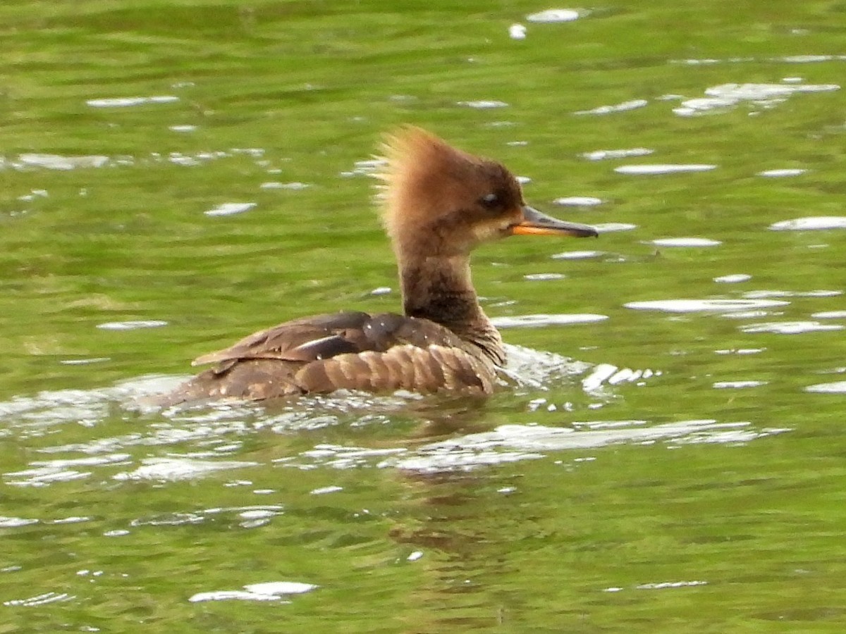 Hooded Merganser - ML620448012