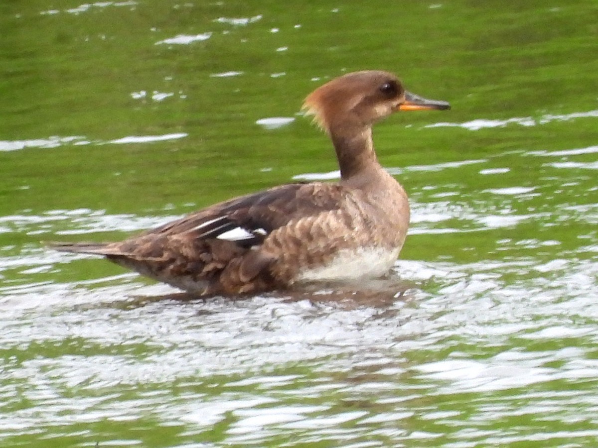 Hooded Merganser - ML620448013