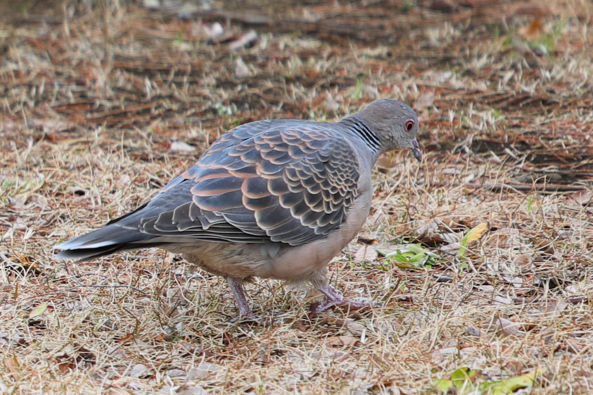 Oriental Turtle-Dove - ML620448015