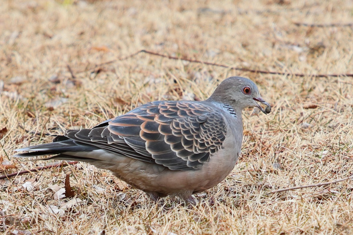 Oriental Turtle-Dove - ML620448016