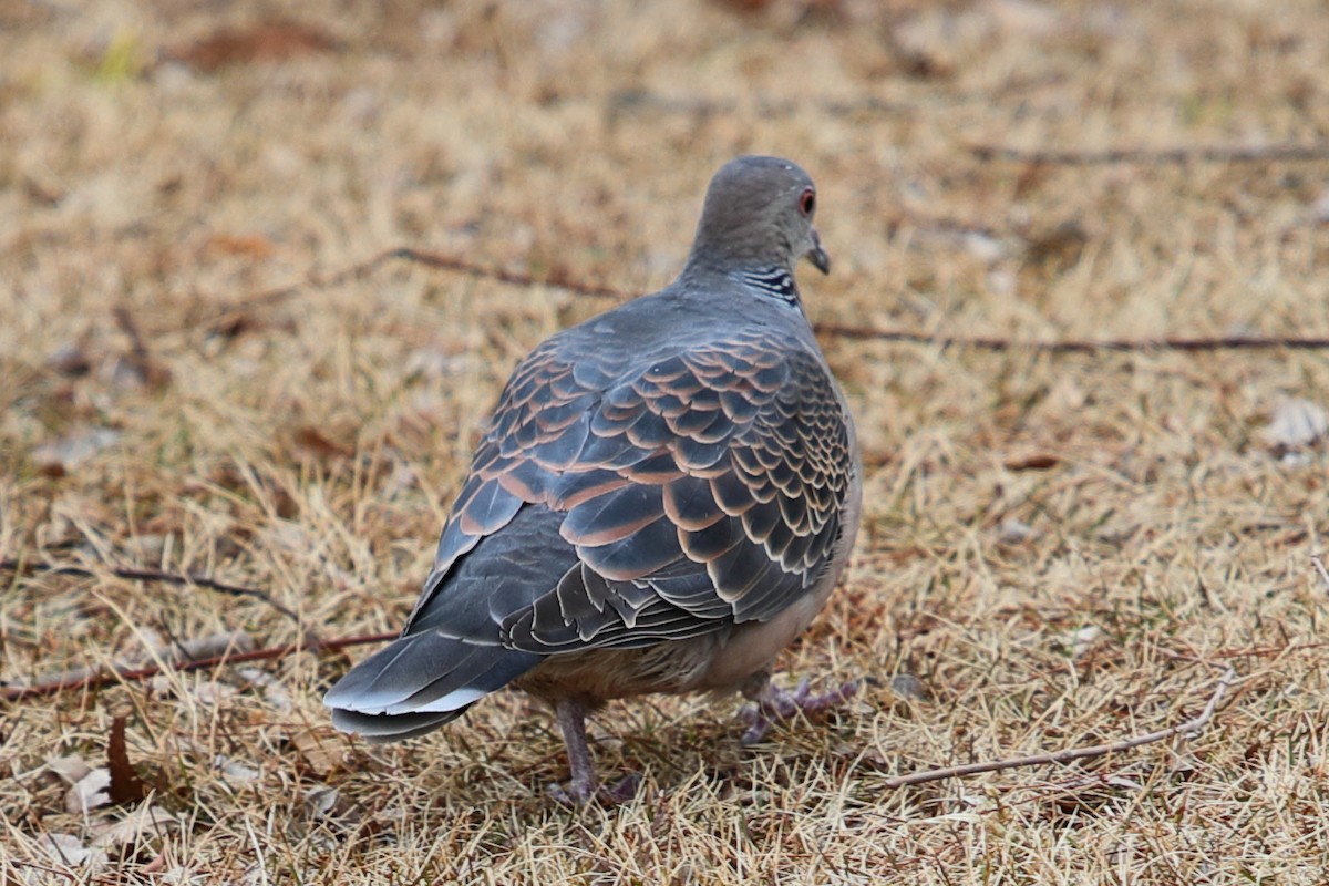 Oriental Turtle-Dove - ML620448017