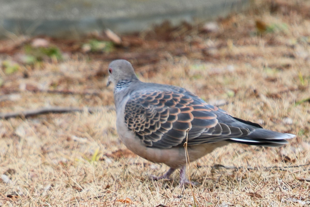 Oriental Turtle-Dove - ML620448018