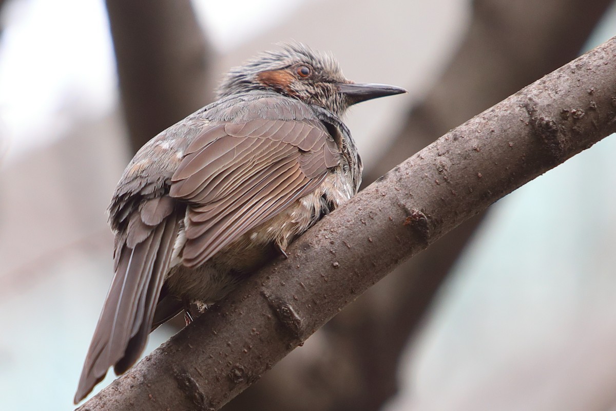 Brown-eared Bulbul - ML620448025