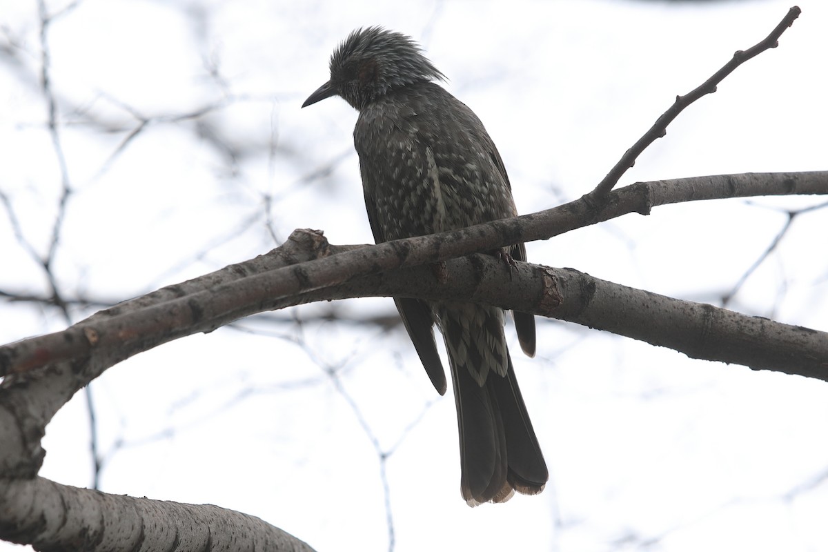 Brown-eared Bulbul - ML620448026