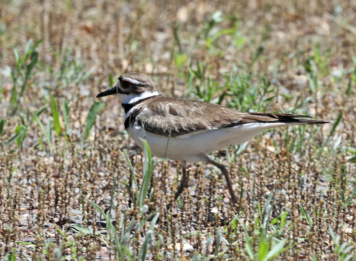 Killdeer - ML620448027