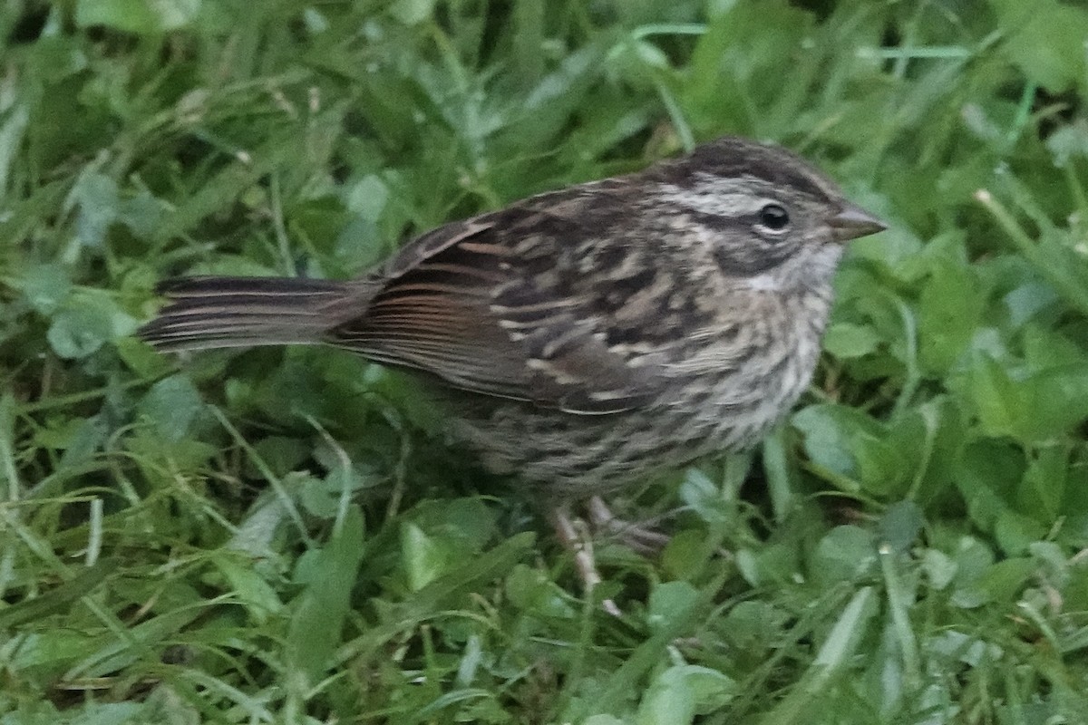 Rufous-collared Sparrow - ML620448028