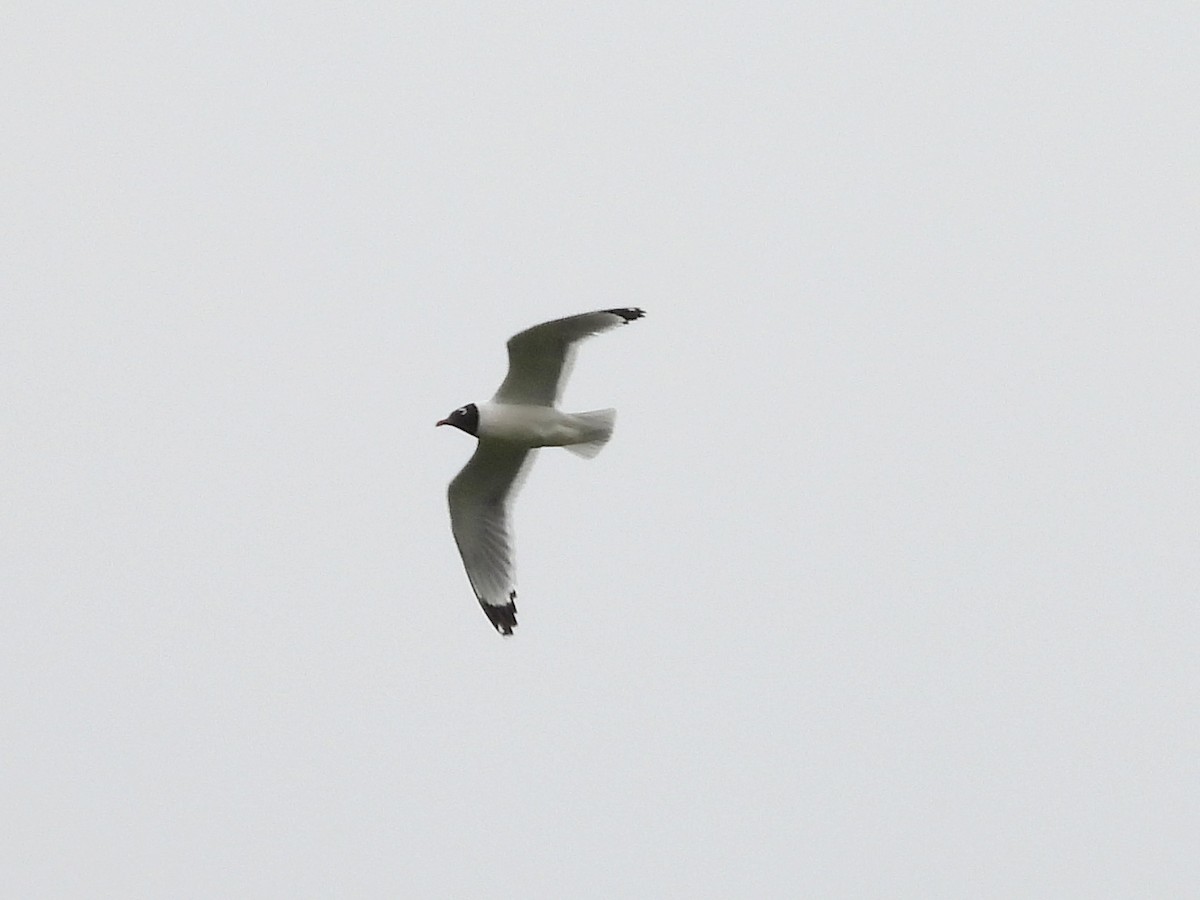 Franklin's Gull - ML620448029