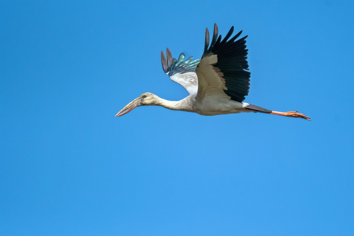 Asian Openbill - Rajkumar Das