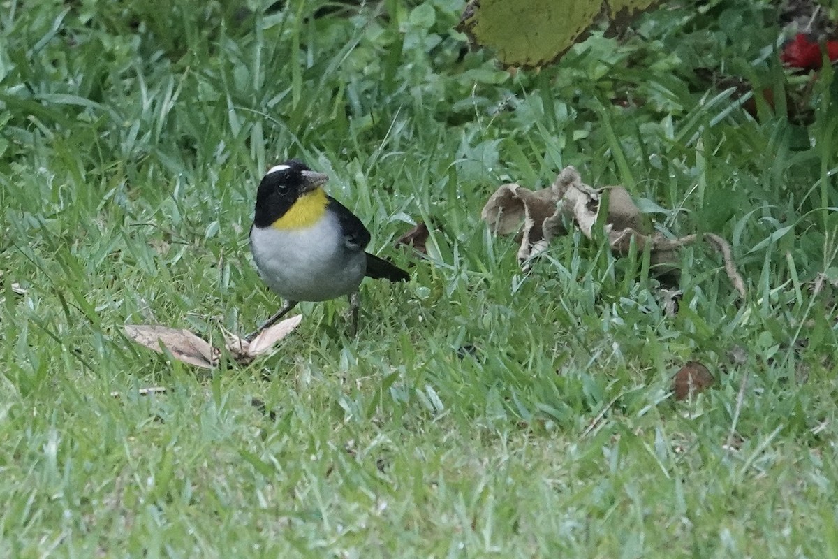 White-naped Brushfinch - ML620448037