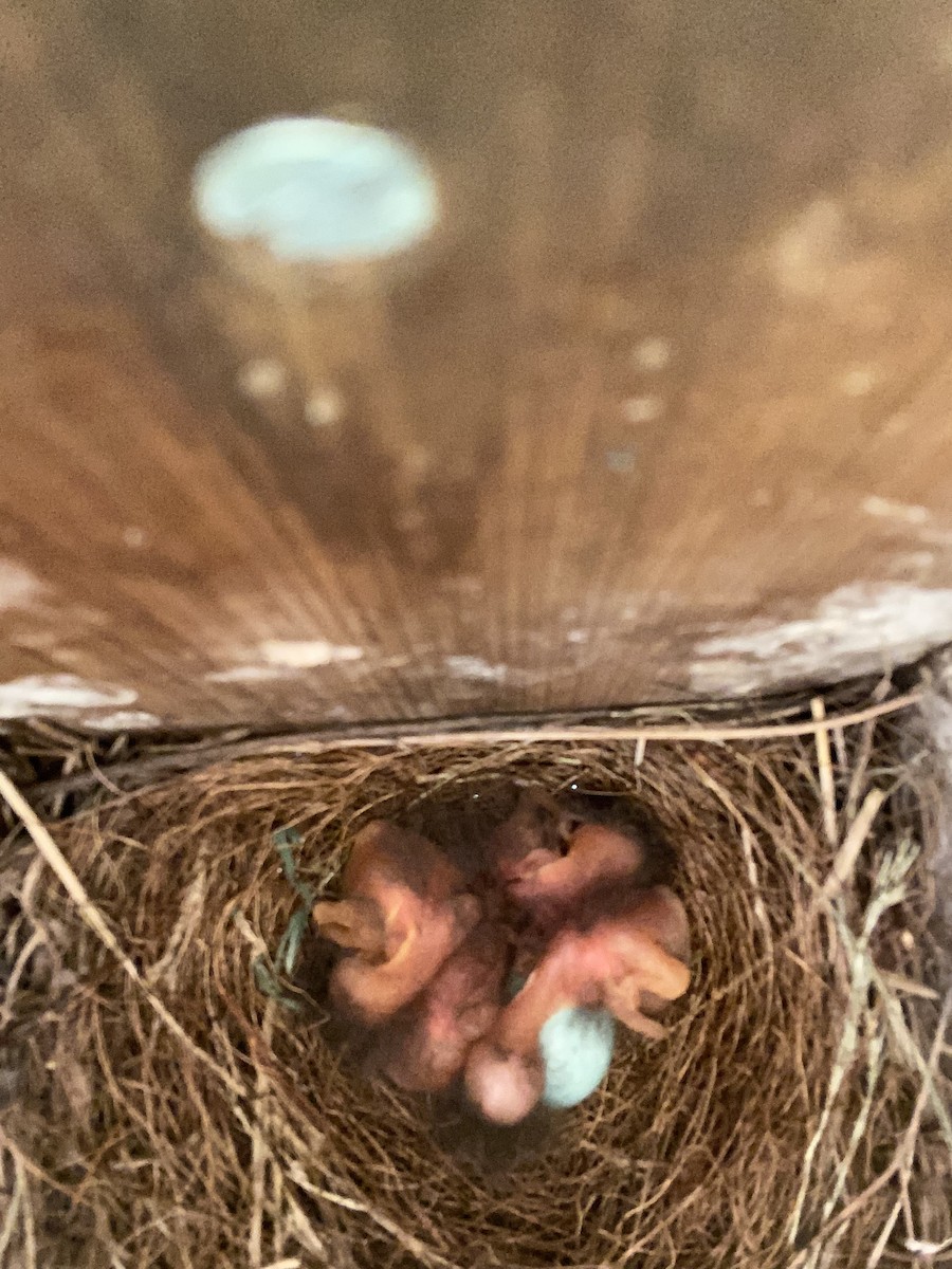 Eastern Bluebird - ML620448039