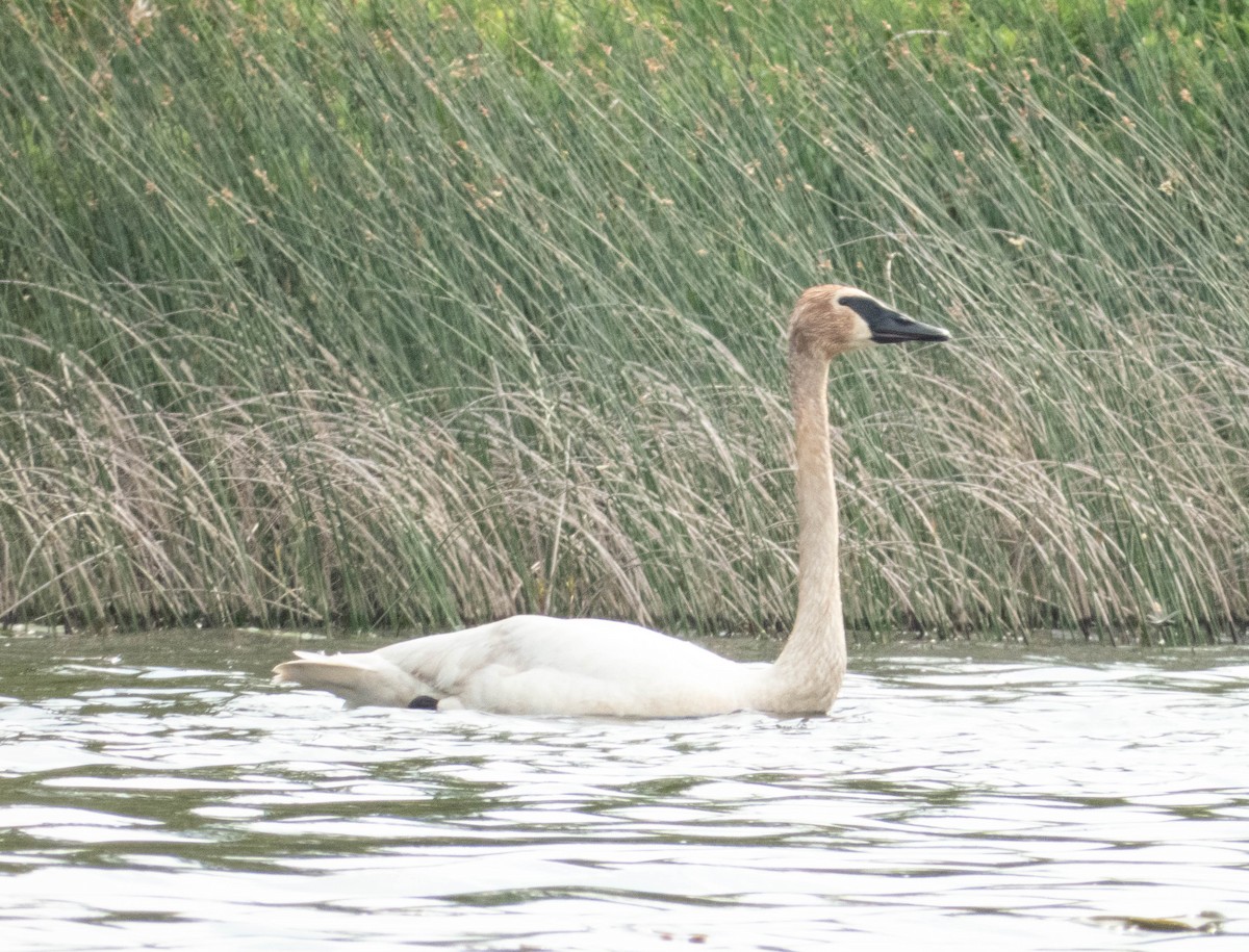 Trumpeter Swan - ML620448042