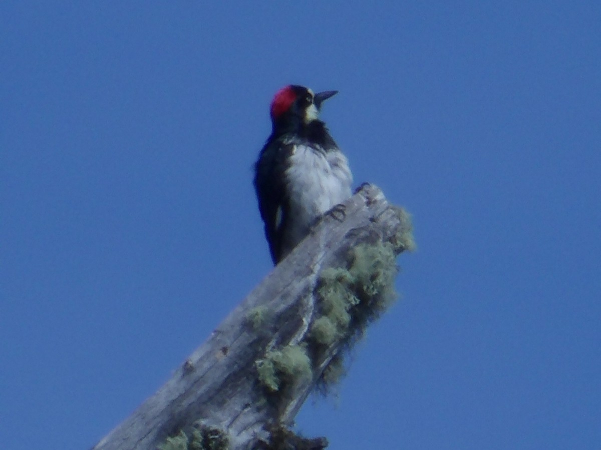 Acorn Woodpecker - ML620448043