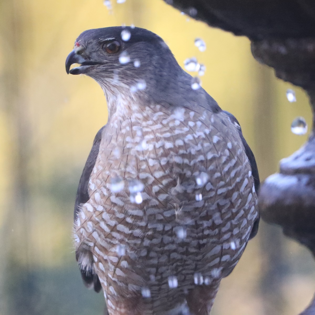 Cooper's Hawk - ML620448047