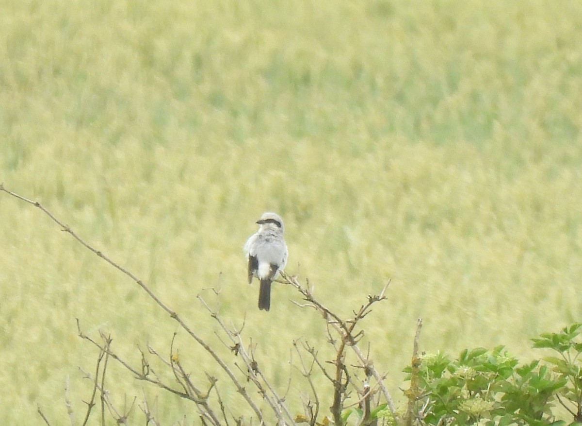 Great Gray Shrike - ML620448052