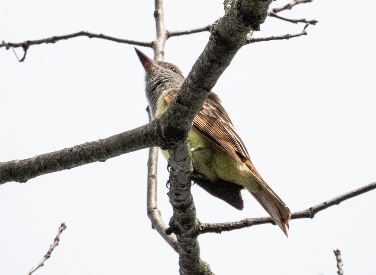 Great Crested Flycatcher - ML620448058