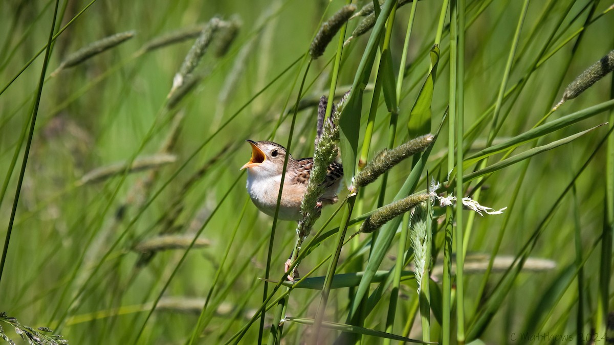 Sedge Wren - ML620448062