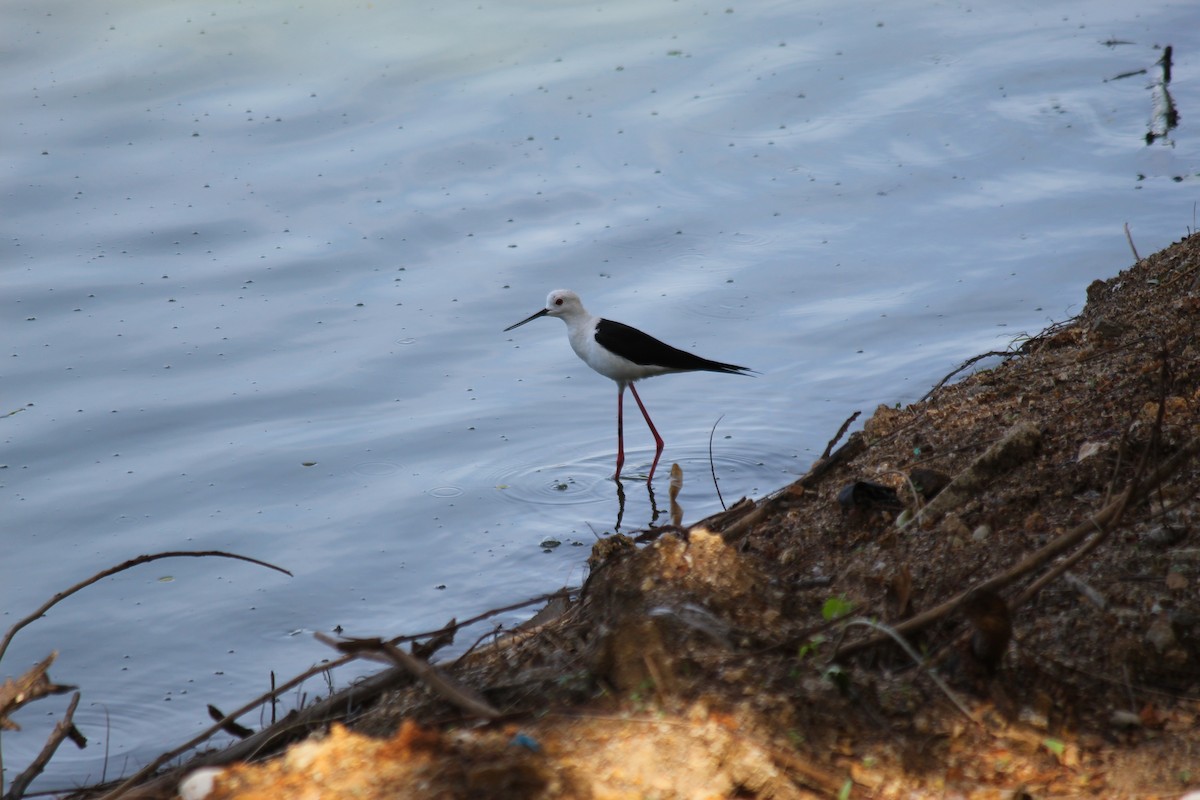 Black-winged Stilt - ML620448068