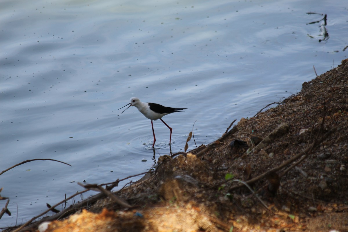 Black-winged Stilt - ML620448069