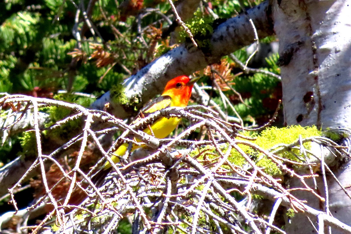 Western Tanager - ML620448071