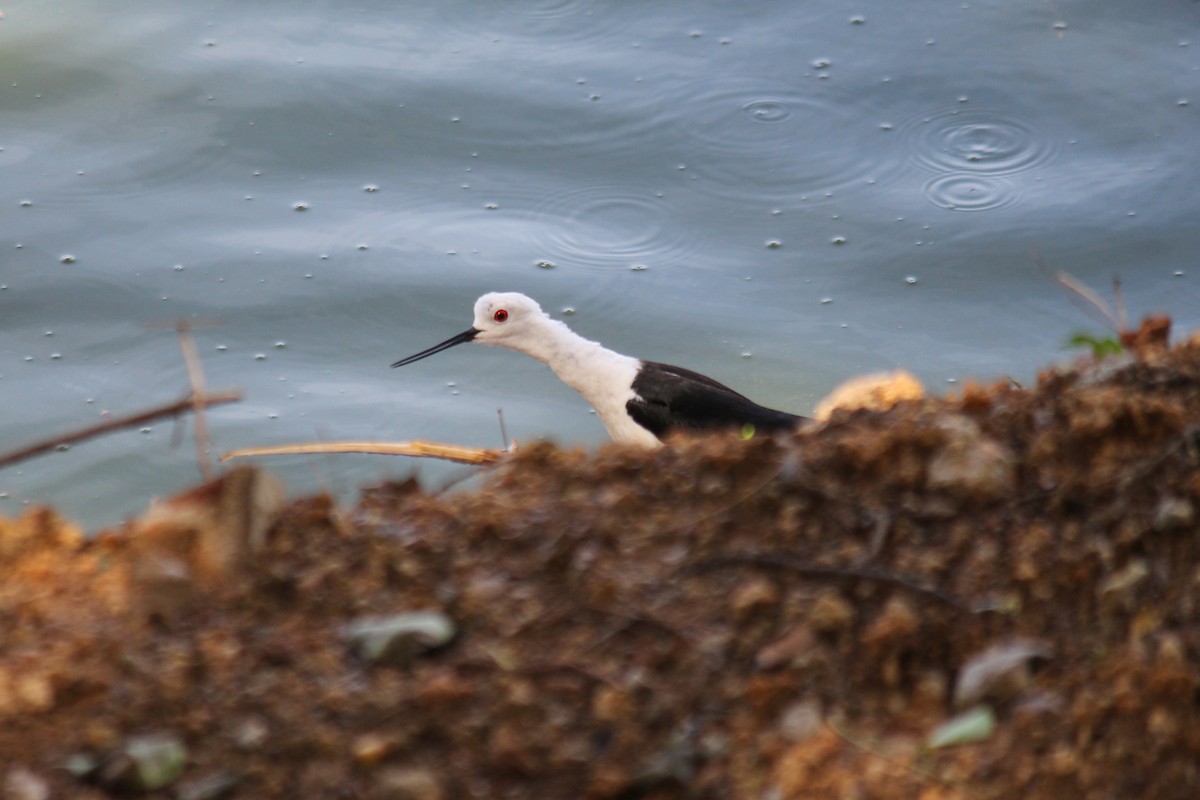 Black-winged Stilt - ML620448078