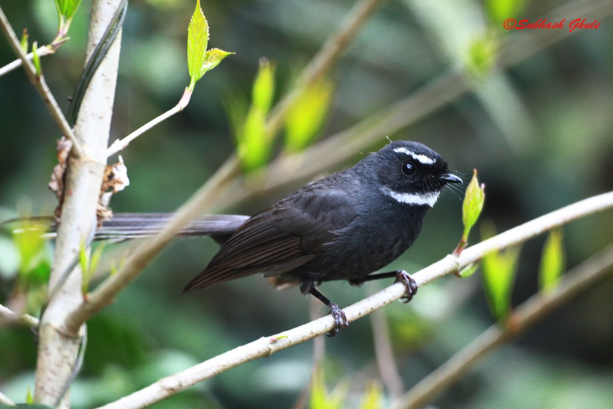 White-throated Fantail - ML620448079