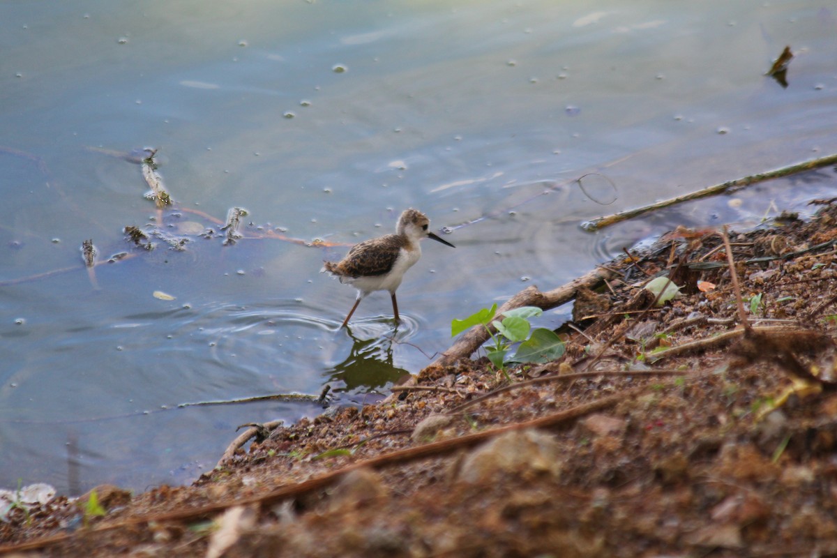 Black-winged Stilt - ML620448081