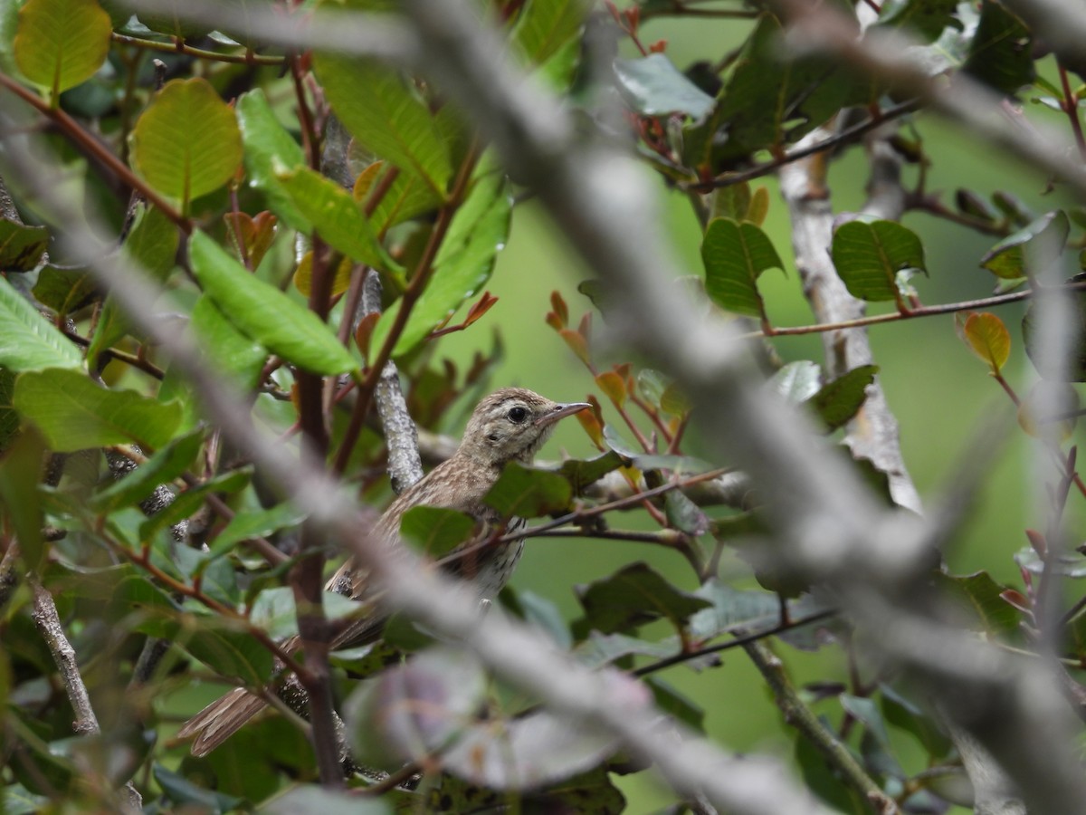 Tree Pipit - ML620448084