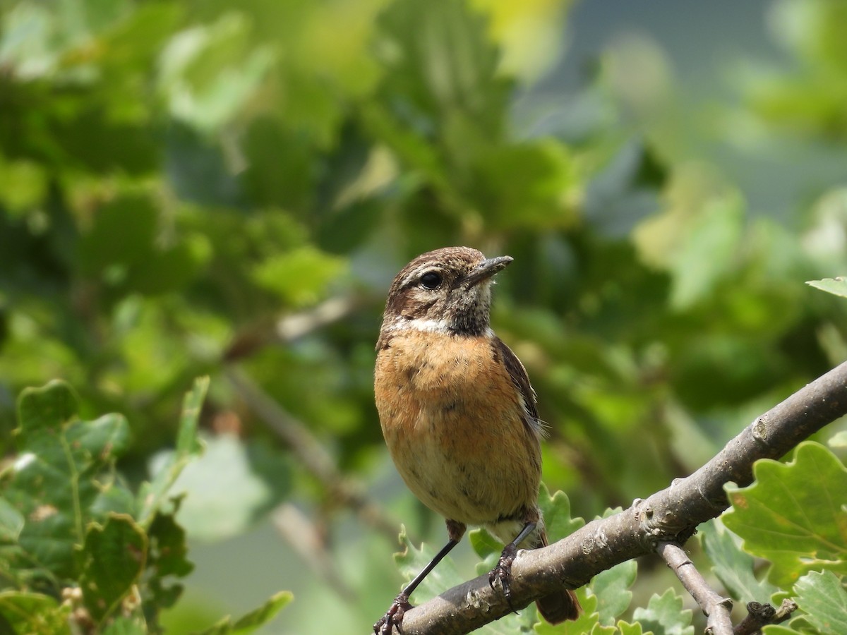 European Stonechat - ML620448095