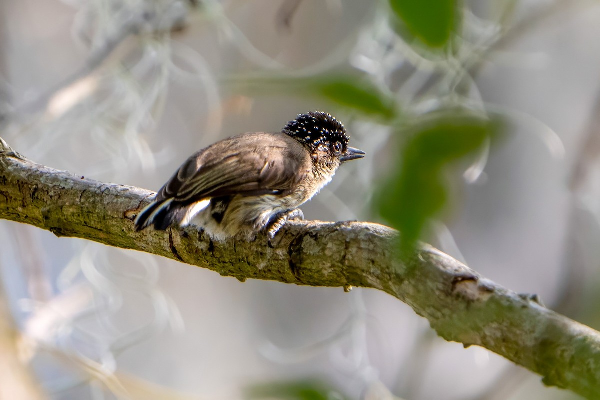 Grayish Piculet - ML620448099